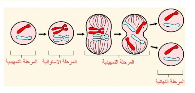 اين يحدث الانقسام المتساوي - معلومات تخص الخلايا ومايدور بها