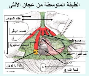 مالفرق بين هواء الارحام وهواء المهبل