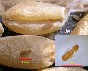 عفن المنازل و قمل الكتب بسوكوبتيرا Psocoptera