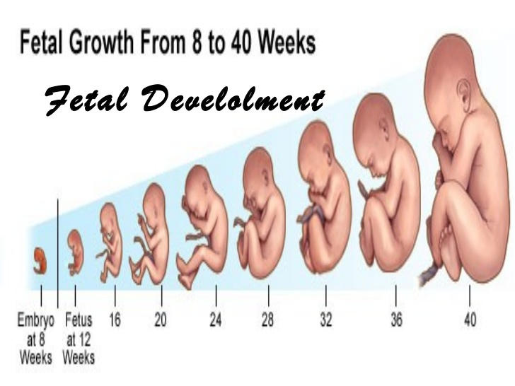 مراحل نمو الجنين في بطن امه بالتفصيل , نبذه عن مراحل نمو الجنين