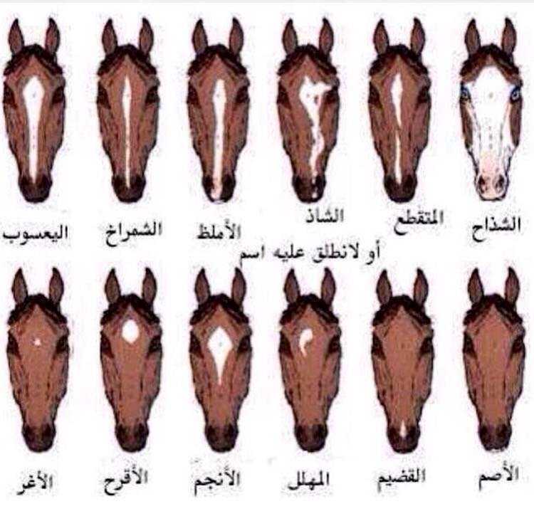 اسماء الخيول , الحصان له العديد من الاسامي